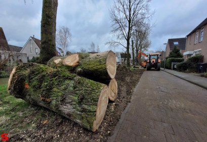 Populierenkap langs fietspad in Stadspolders