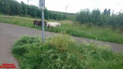 [Dier en Natuur] :: Rondje Dordt Merwelanden (17)