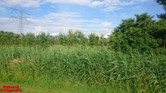 [Dier en Natuur] :: Rondje Dordt Merwelanden (15)