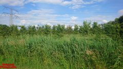 [Dier en Natuur] :: Rondje Dordt Merwelanden (16)