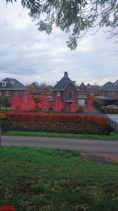 [Dier en Natuur] :: Herfst Stadspolders (12)