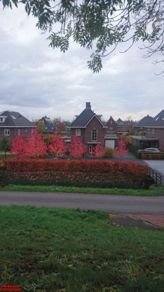 [Dier en Natuur] :: Herfst Stadspolders (13)