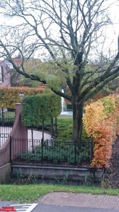 [Dier en Natuur] :: Herfst Stadspolders (16)