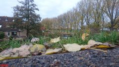[Dier en Natuur] :: Herfst Stadspolders (6)