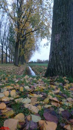 [Dier en Natuur] :: Herfst Stadspolders (17)