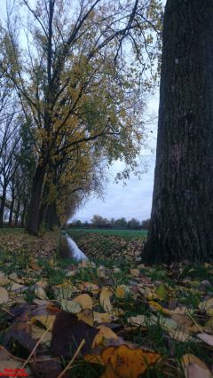 [Dier en Natuur] :: Herfst Stadspolders (19)