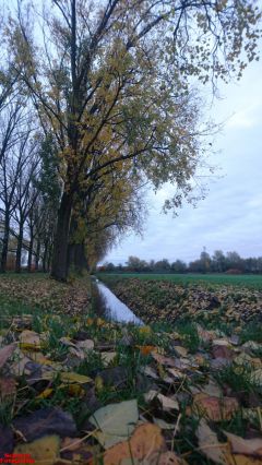 [Dier en Natuur] :: Herfst Stadspolders (5)