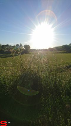 [Dier en Natuur] :: Rondje Stadspolders 24 mei 2019 (4)