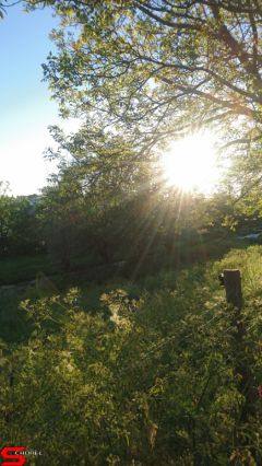 [Dier en Natuur] :: Rondje Stadspolders 24 mei 2019 (10)