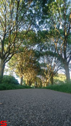 [Dier en Natuur] :: Rondje Stadspolders 24 mei 2019 (6)