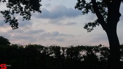 [Dier en Natuur] :: Werkendamsveer 25 mei 2019 (7)