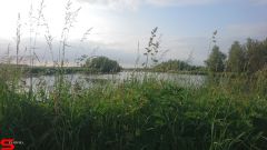 [Dier en Natuur] :: Werkendamsveer 3 juni 2019 (15)