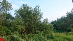 [Dier en Natuur] :: Werkendamsveer 3 juni 2019 (17)