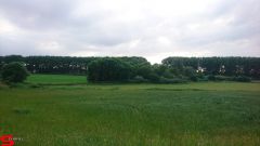 [Dier en Natuur] :: Werkendamsveer 3 juni 2019 (10)