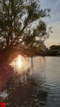 [Dier en Natuur] :: Wantijdijk 14 juni 2019 (6)