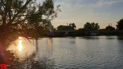 [Dier en Natuur] :: Wantijdijk 14 juni 2019 (7)