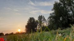 [Dier en Natuur] :: Wantijdijk 14 juni 2019 (11)