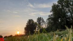 [Dier en Natuur] :: Wantijdijk 14 juni 2019 (12)
