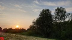 [Dier en Natuur] :: Wantijdijk 14 juni 2019 (13)