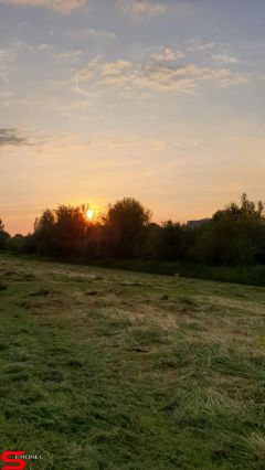 [Dier en Natuur] :: Wantijdijk 14 juni 2019 (15)