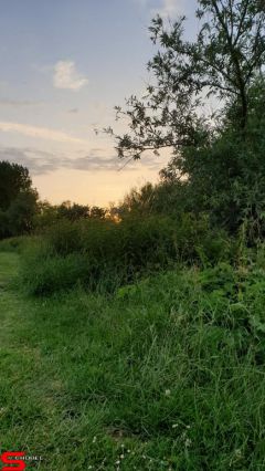 [Dier en Natuur] :: Wantijdijk 14 juni 2019 (17)
