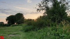 [Dier en Natuur] :: Wantijdijk 14 juni 2019 (18)