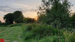 [Dier en Natuur] :: Wantijdijk 14 juni 2019 (19)
