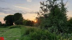 [Dier en Natuur] :: Wantijdijk 14 juni 2019 (5)