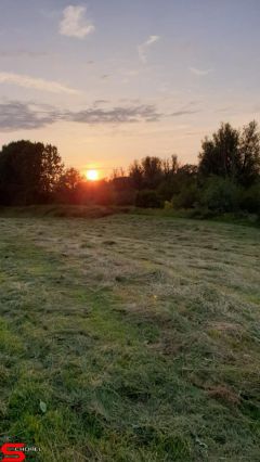 [Dier en Natuur] :: Wantijdijk 14 juni 2019 (6)