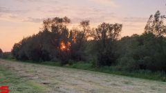 [Dier en Natuur] :: Wantijdijk 14 juni 2019 (7)