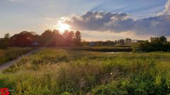 [Dier en Natuur] :: Wantijdijk 16 juni 2019 (4)