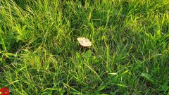 [Dier en Natuur] :: Wantijdijk 16 juni 2019 (5)