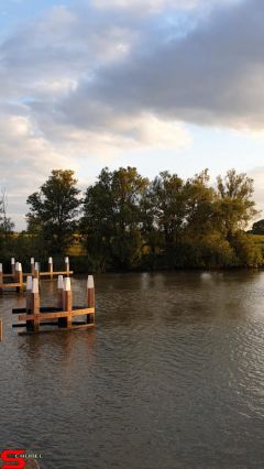 [Dier en Natuur] :: Wantijdijk 16 juni 2019 (10)