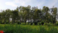 [Dier en Natuur] :: Rondje Dordt 25 juni 2019 (6)