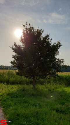 [Dier en Natuur] :: Rondje Dordt 25 juni 2019 (13)