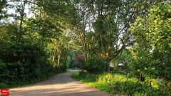 [Dier en Natuur] :: Rondje Dordt 25 juni 2019 (15)
