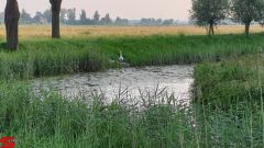 [Dier en Natuur] :: Rondje Dordt 25 juni 2019 (17)