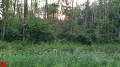 [Dier en Natuur] :: Rondje Dordt 25 juni 2019 (18)