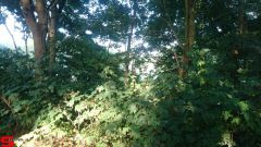 [Dier en Natuur] :: Rondje Dordt 25 juni 2019 (4)