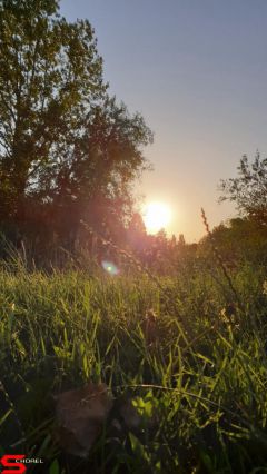 [Dier en Natuur] :: Wantijdijk 26 juni 2019 (4)