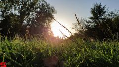 [Dier en Natuur] :: Wantijdijk 26 juni 2019 (5)