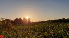 [Dier en Natuur] :: Wantijdijk 26 juni 2019 (8)