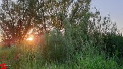 [Dier en Natuur] :: Wantijdijk 26 juni 2019 (11)