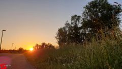 [Dier en Natuur] :: Wantijdijk 26 juni 2019 (13)
