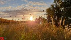 [Dier en Natuur] :: Wantijdijk 2 juli 2019 (9)