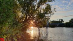 [Dier en Natuur] :: Wantijdijk 2 juli 2019 (10)