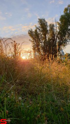 [Dier en Natuur] :: Wantijdijk 2 juli 2019 (12)