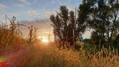 [Dier en Natuur] :: Wantijdijk 2 juli 2019 (13)
