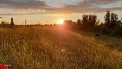 [Dier en Natuur] :: Wantijdijk 2 juli 2019 (18)