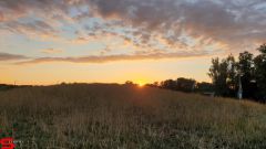 [Dier en Natuur] :: Wantijdijk 2 juli 2019 (6)